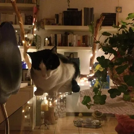 Pensionat Da Coco E Mini,l'angolo Per Ceramiste In Viaggio - 3*