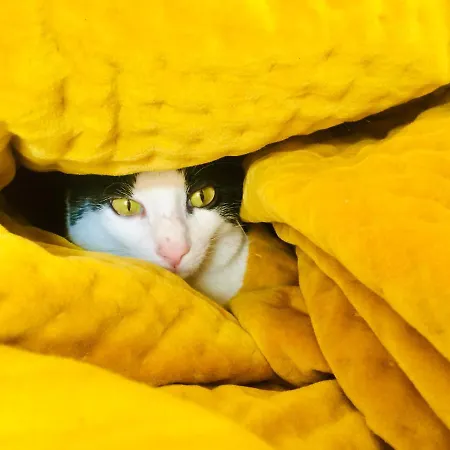 Da Coco E Mini,l'angolo Per Ceramiste In Viaggio - Pensión 3*