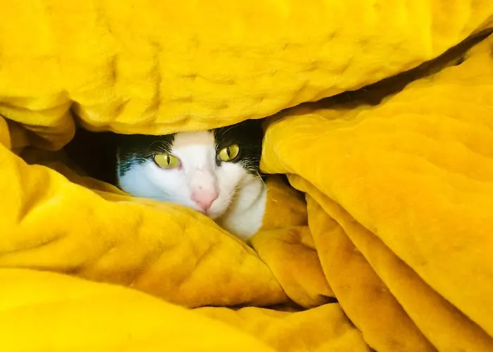 Da Coco E Mini,l'angolo Per Ceramiste In Viaggio - Maison d'hôtes 3*