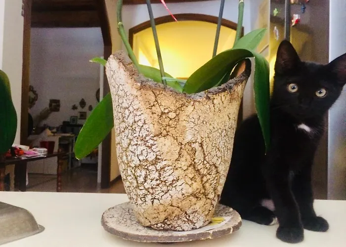 Da Coco E Mini,l'angolo Per Ceramiste In Viaggio - Penzion